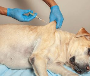 Doctor in gloves makes an injection in withers of sick dog. Vet clinic.