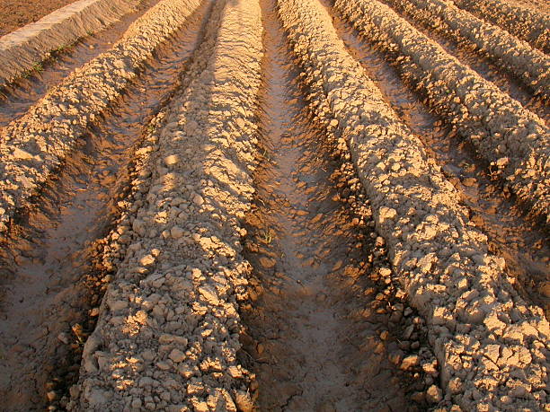 carefully plan the layout of your furrows