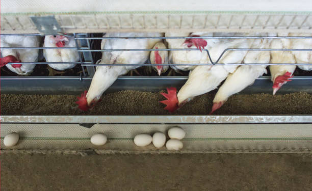 chicken layer cages are designed for maximum egg production and ease of use