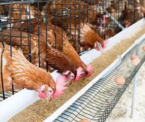 chicken layer cages are designed to optimize egg production
