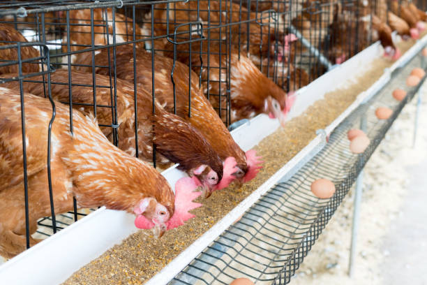 chicken layer cages are designed to optimize egg production