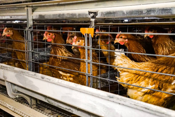 chicken layer cages designed for maximum comfort