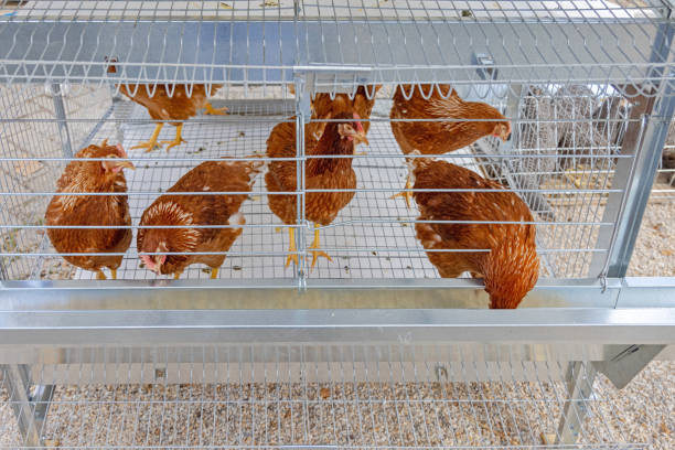 chicken layer cages suitable for small to large flocks