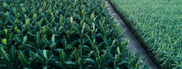consistency and quality in crop production