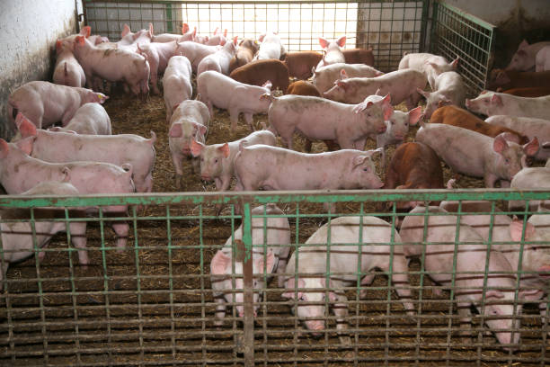 densely populated pig farms
