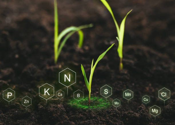 essential nutrients of the soil