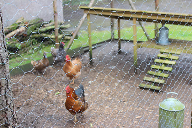 functional chicken layer cages that blend well with your backyard aesthetics