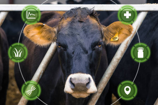 livestock management system that focuses on dairy and beef farming