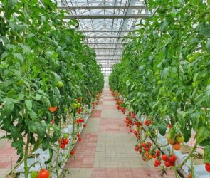 Vertical farming is sustainable agriculture for future food.
