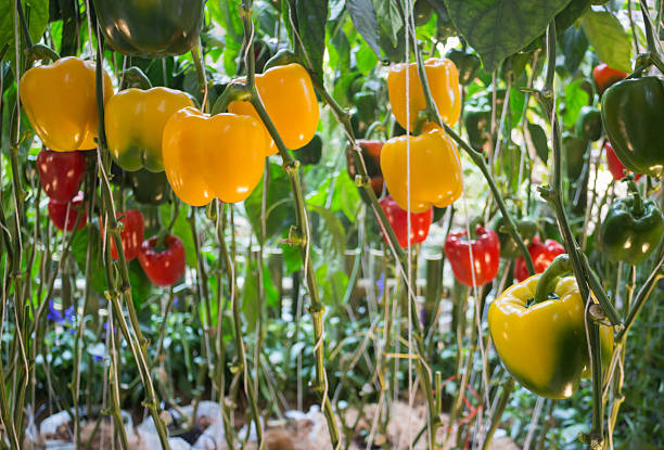 vertical farming Bell Peppers