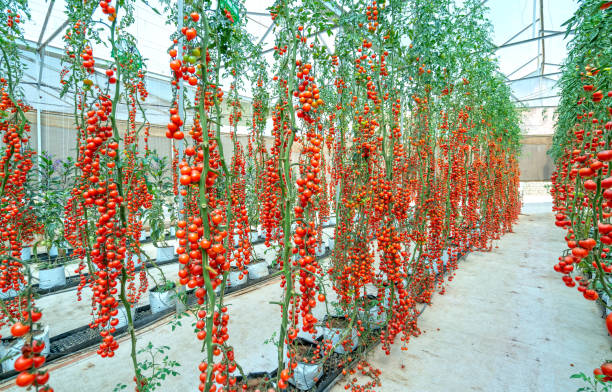 vertical farming Cherry Tomatoes