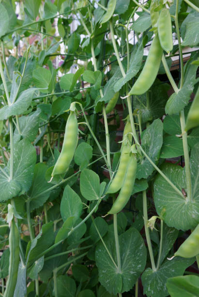 vertical farming Peas