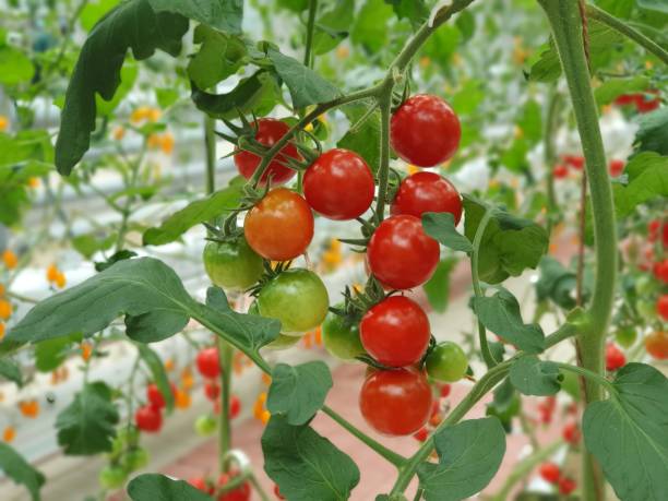 vertical farming Tomatoes