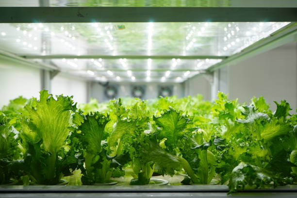 vertical farming lettuce