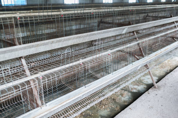 wide range of chicken layer cages suitable for various flock sizes