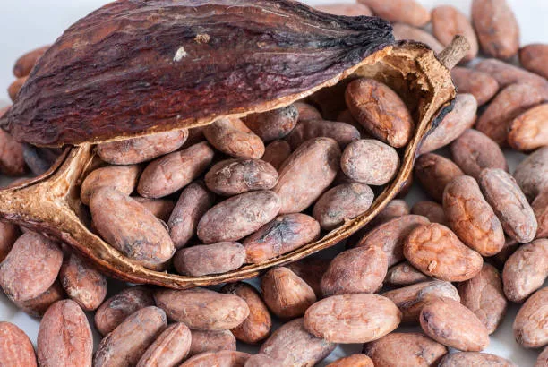 cocoa beans and cocoa shell