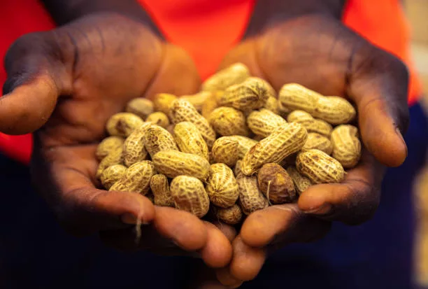 Comparative Analysis of Nigerian groundnuts