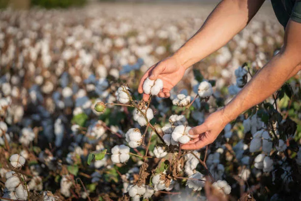 Cotton cultivation in Nigeria