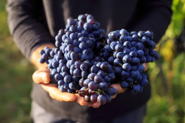 Hand harvest grape tuscany