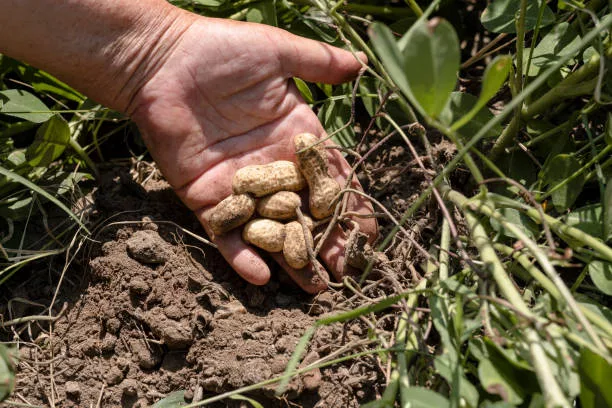 Peanut Food, Peanut Crop, Agricultural Field, Crop Plant, Harvesting