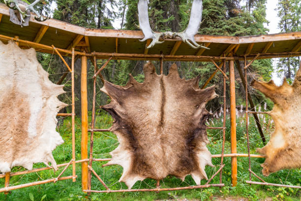 Tanned animal hides stretched on a rack in a NIGERIAN village for fur clothing