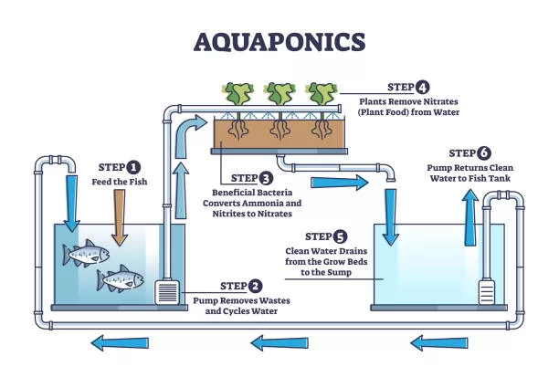 How Does Aquaponics Work