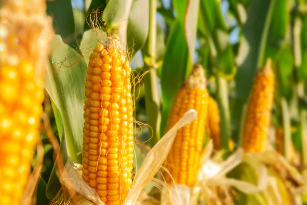 Maize cultivation in Nigeria