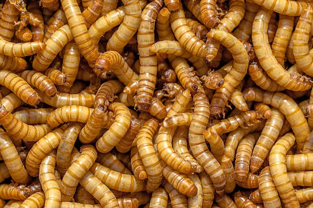 Background of many living Mealworms suitable for Food