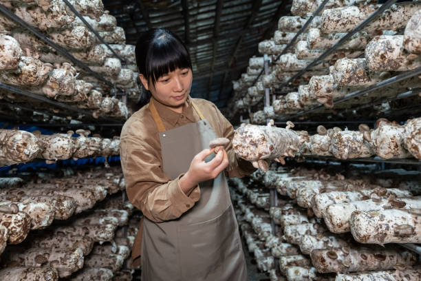 A female farmer works in a mushroom house