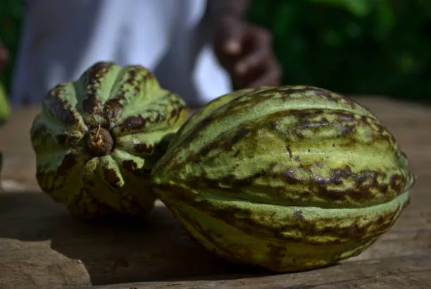 Nigerian Cocoa