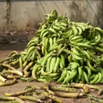 Nigerian plantains