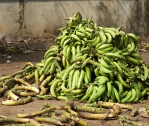 Nigerian plantains