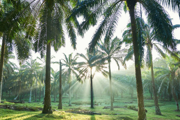 Ray of light pierces through oil palm trees early in the misty morning