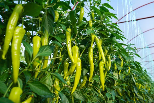 Organic green chili peppers growing in the FARM