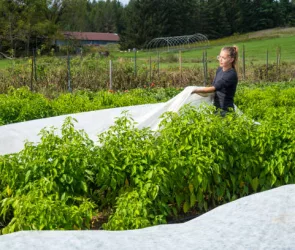 A female farmer cover pepper plants with frost cover cloth on an organic farm