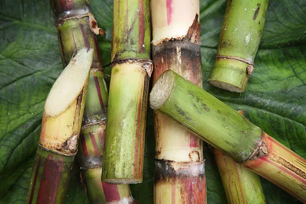 Detail of Fresh Cut Pieces of Sugar Cane