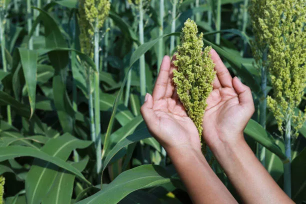 close up hands holding sorghum tree in field, agricultural India.