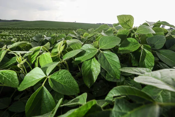 Soybean Cultivation in Nigeria