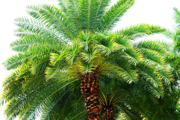 The oil palm tree