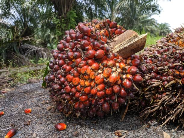 The process of making palm oil involves extracting the oil from the fleshy part of the fruit