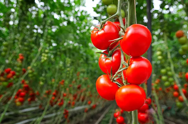 Tomatoes are typically ready harvest