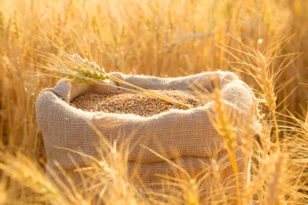Wheat farming in Nigeria