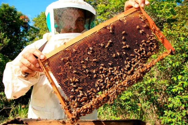 beekeeping faces several challenges