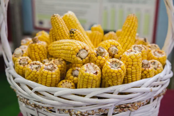 Genetically modified corn in basket at agricultural exhibition, close up